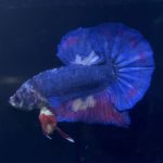 betta877