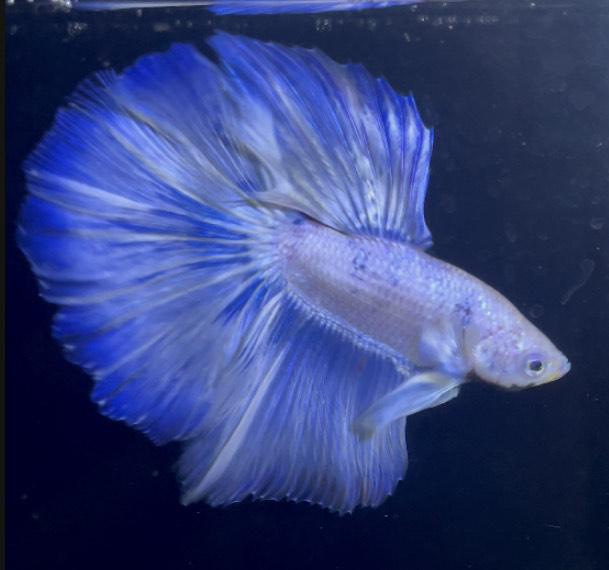 betta873