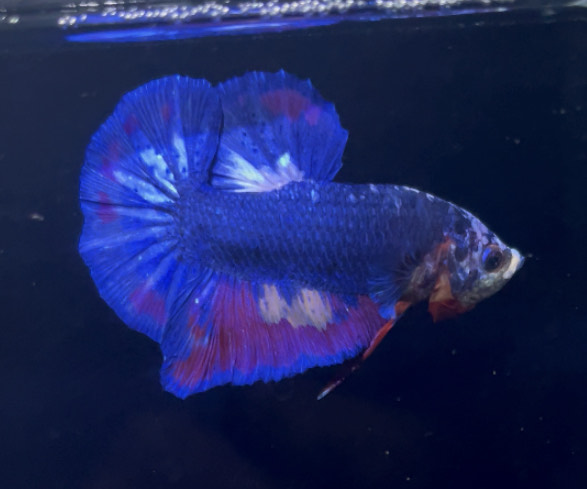 betta877