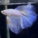 betta871