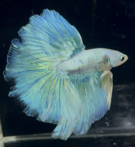 betta1022