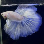 betta873