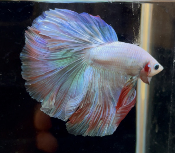 betta868