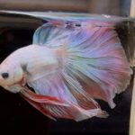 betta868