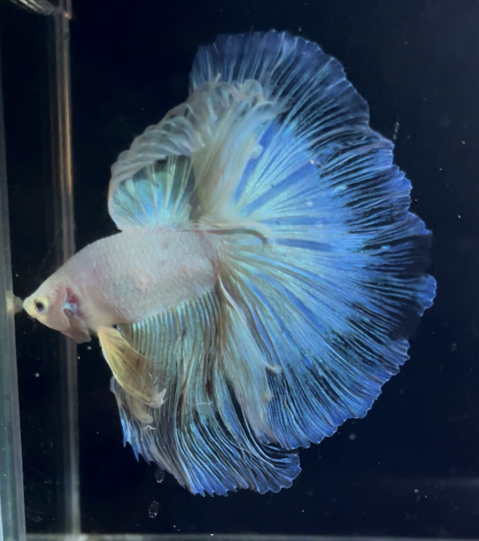 betta872