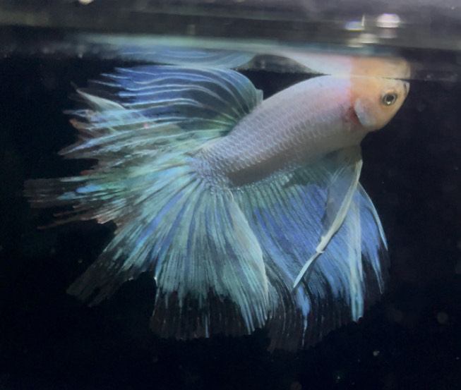 betta875