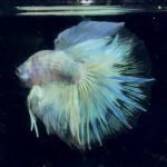 betta870