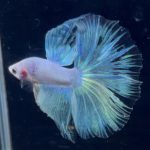 betta876