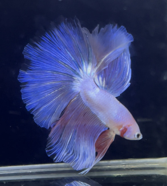 betta869