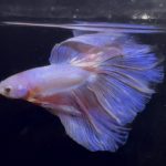 betta869