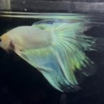 betta875