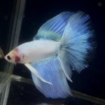 betta878