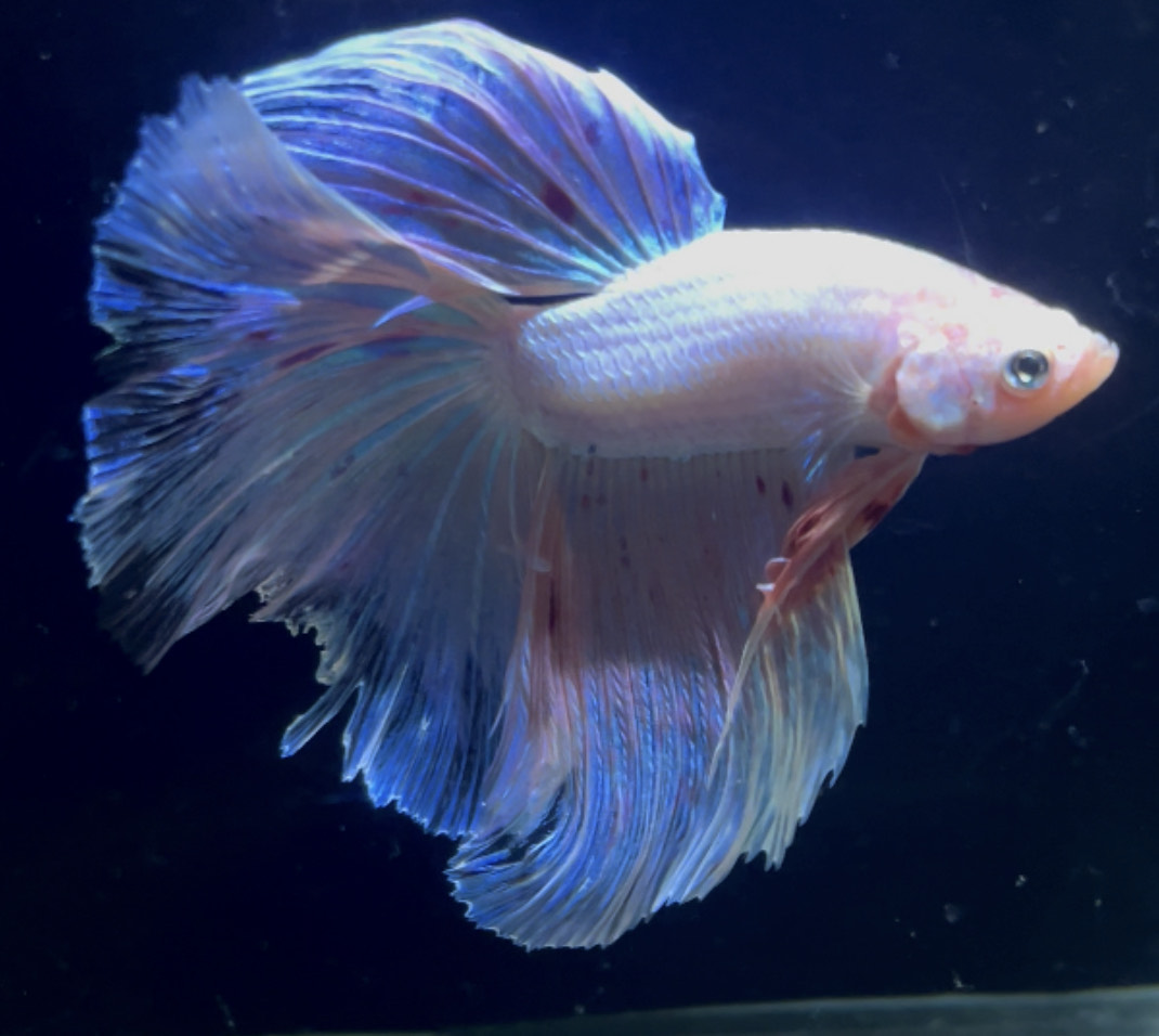 betta879
