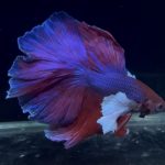 betta880