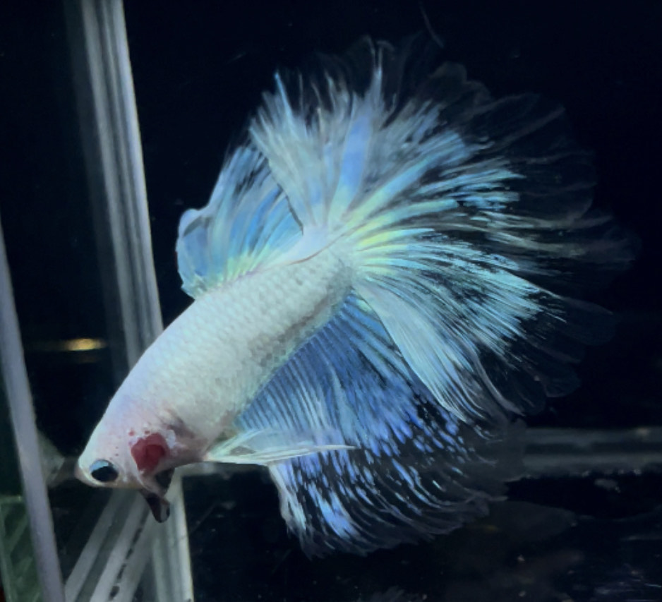 betta882