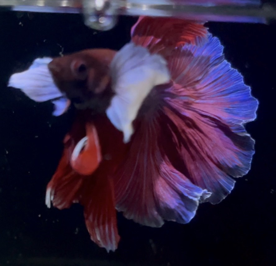 betta880