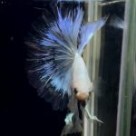 betta882