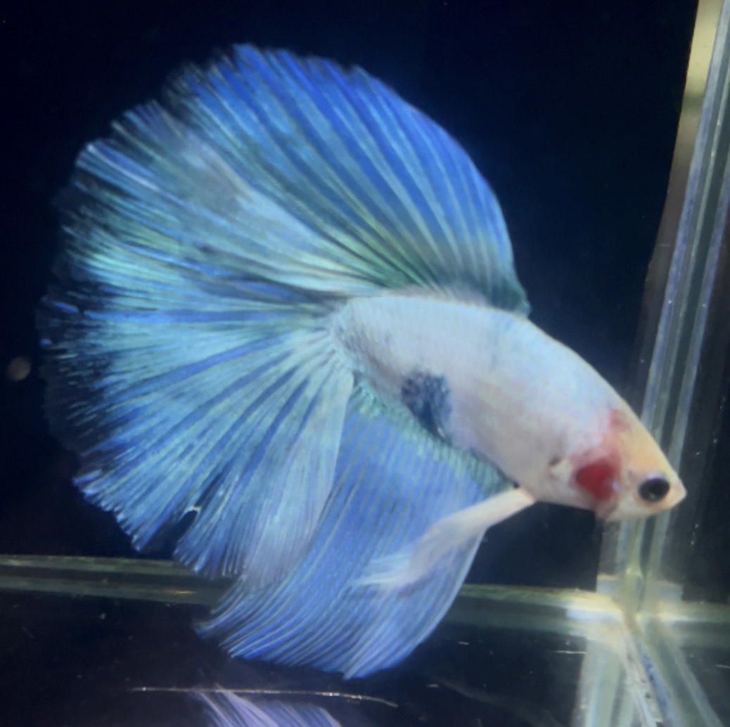 betta878