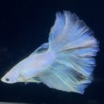 betta881