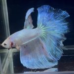 betta879