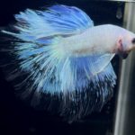 betta882