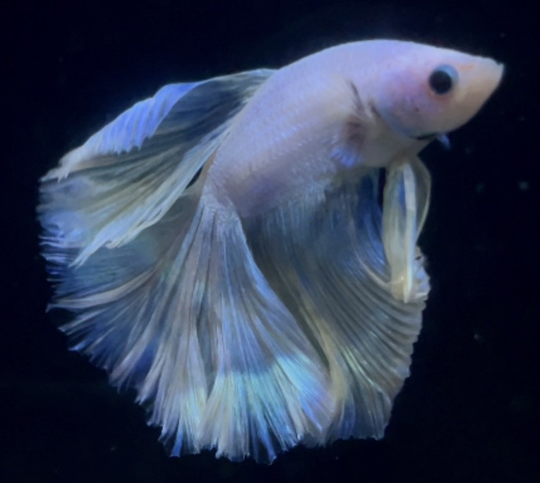 betta881