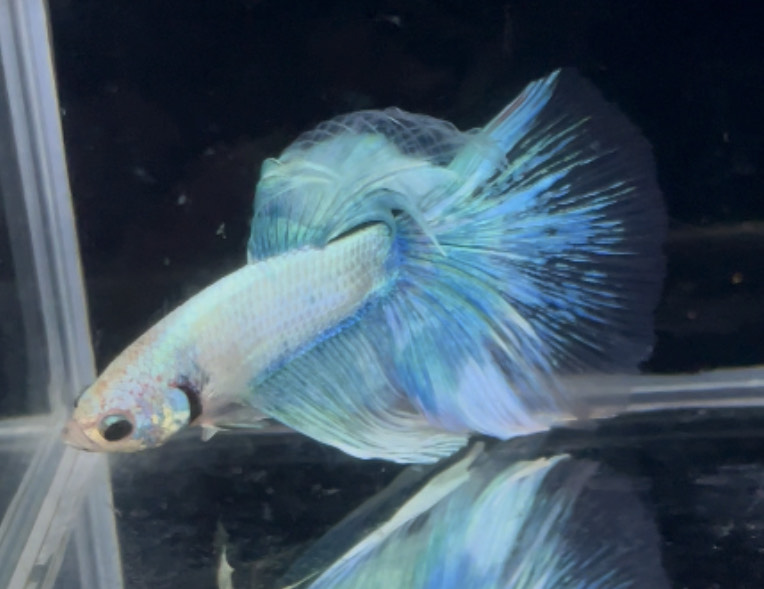 betta885