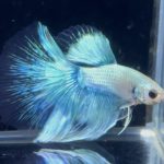 betta885