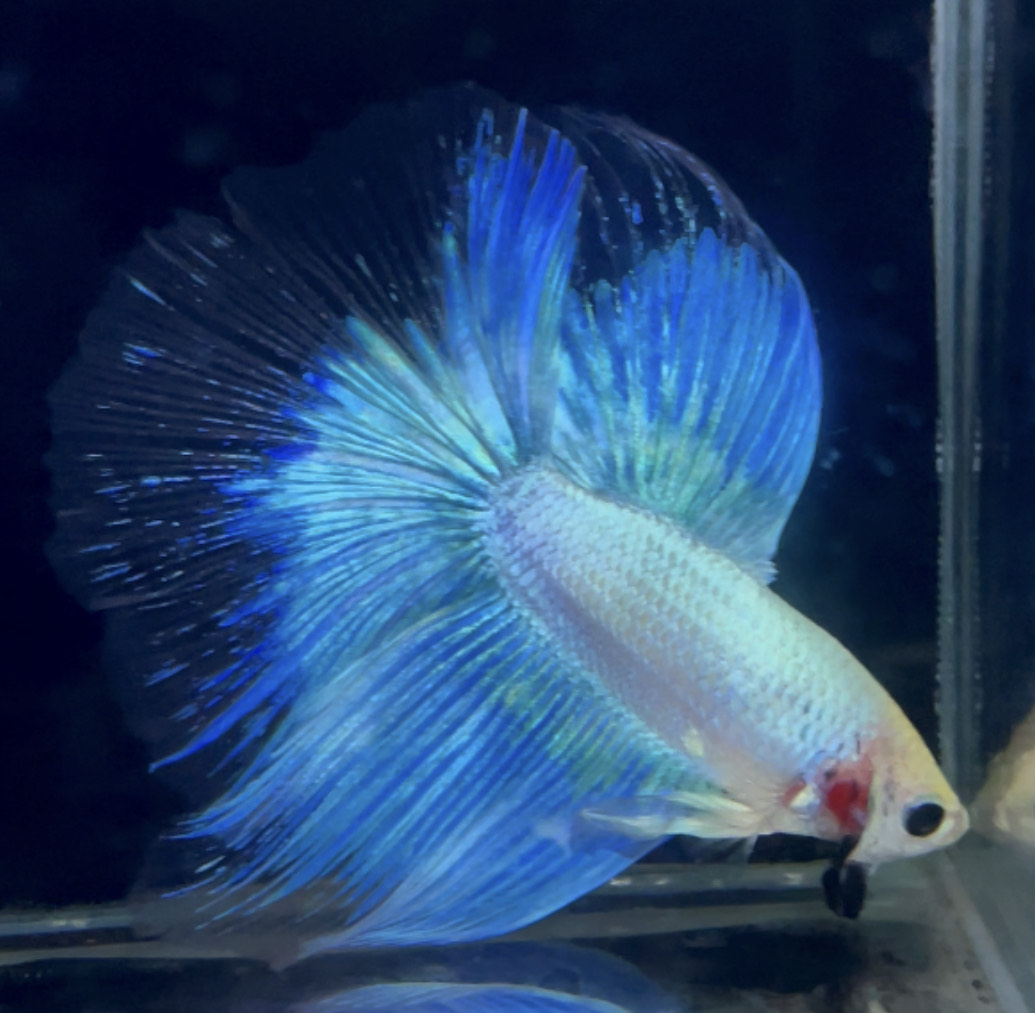 betta887