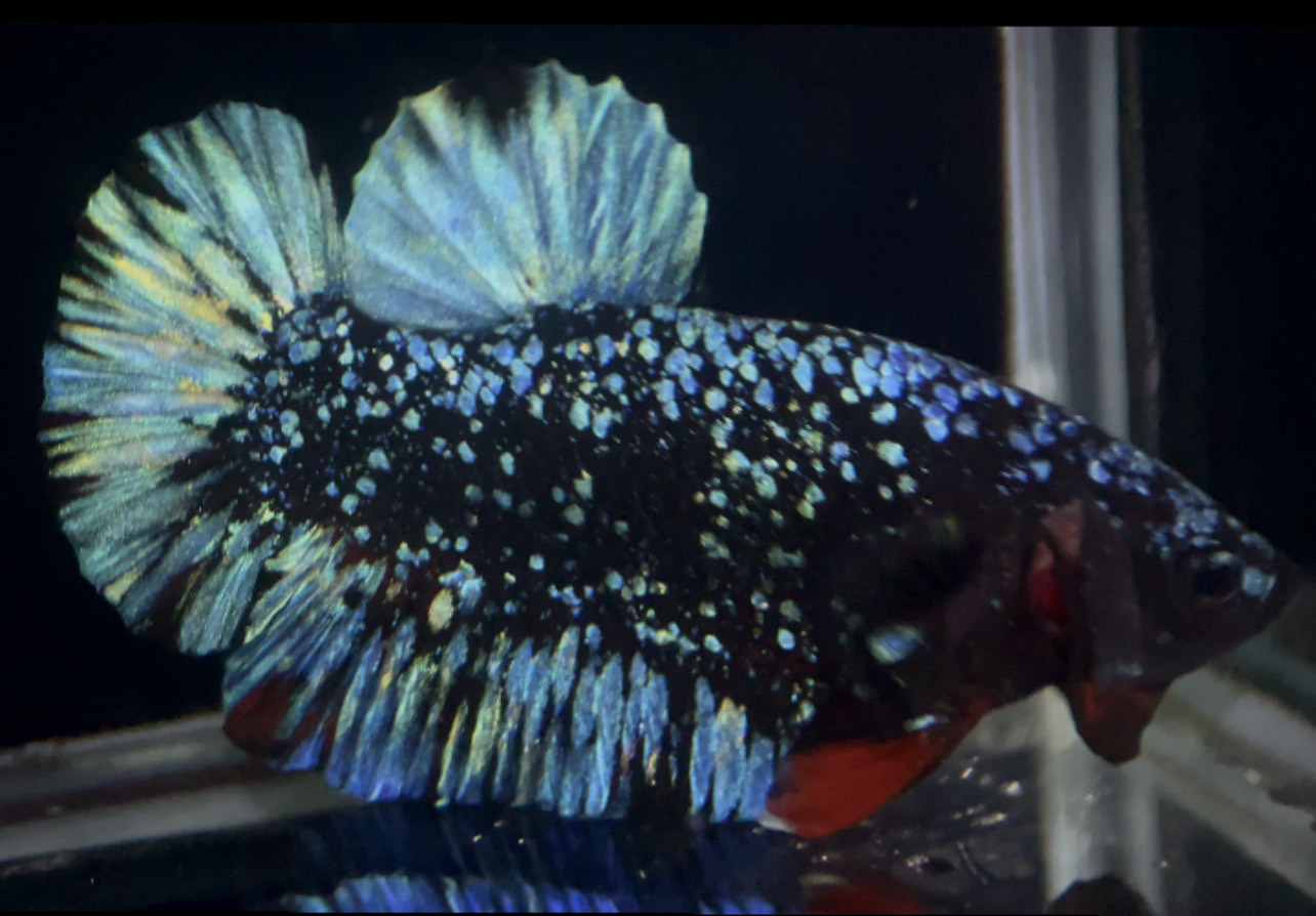 betta891
