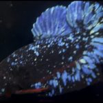 betta892