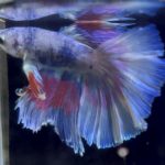 betta886