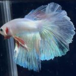 betta888