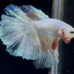 betta888