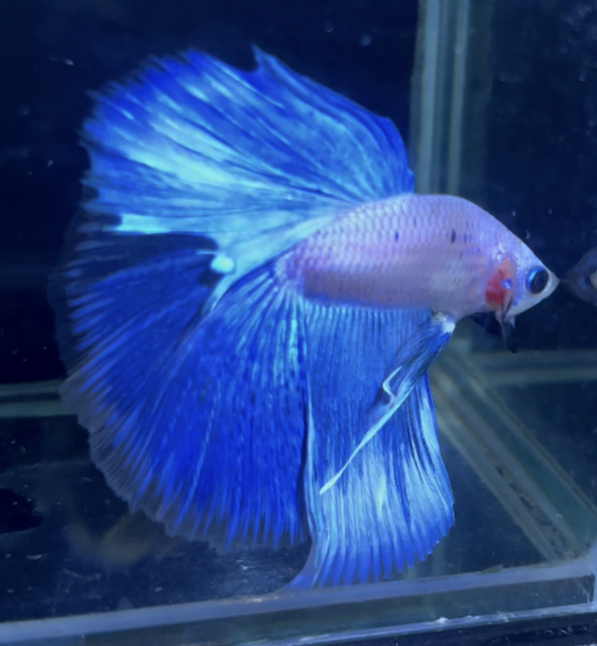 betta883