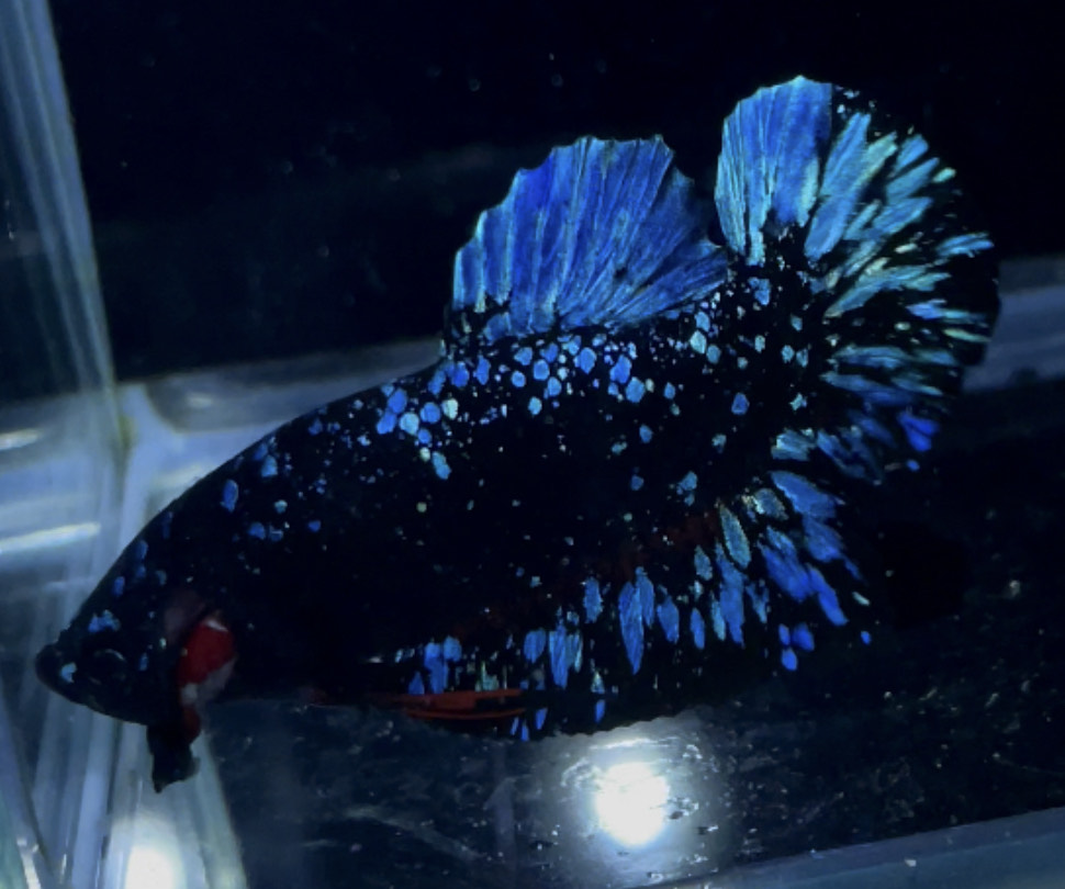 betta892