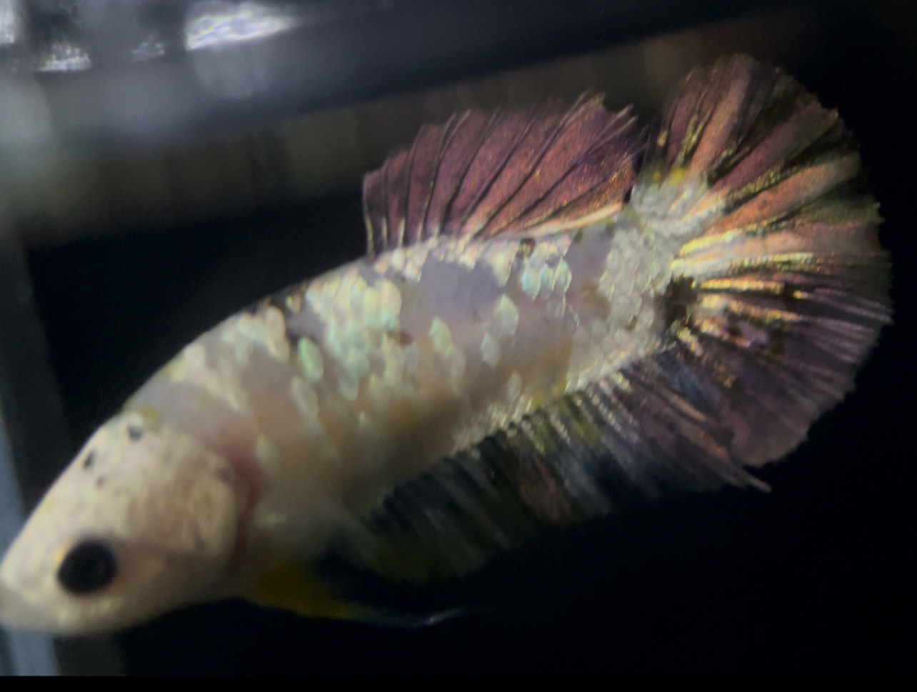 betta890