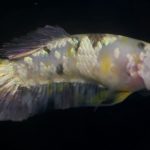 betta890