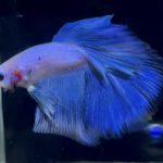 betta883