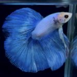betta889