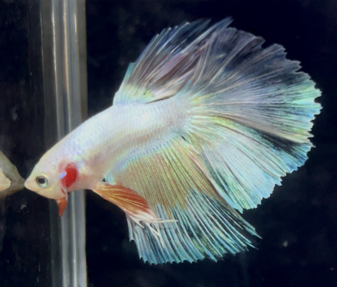 betta888