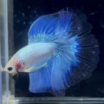 betta887