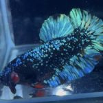 betta891