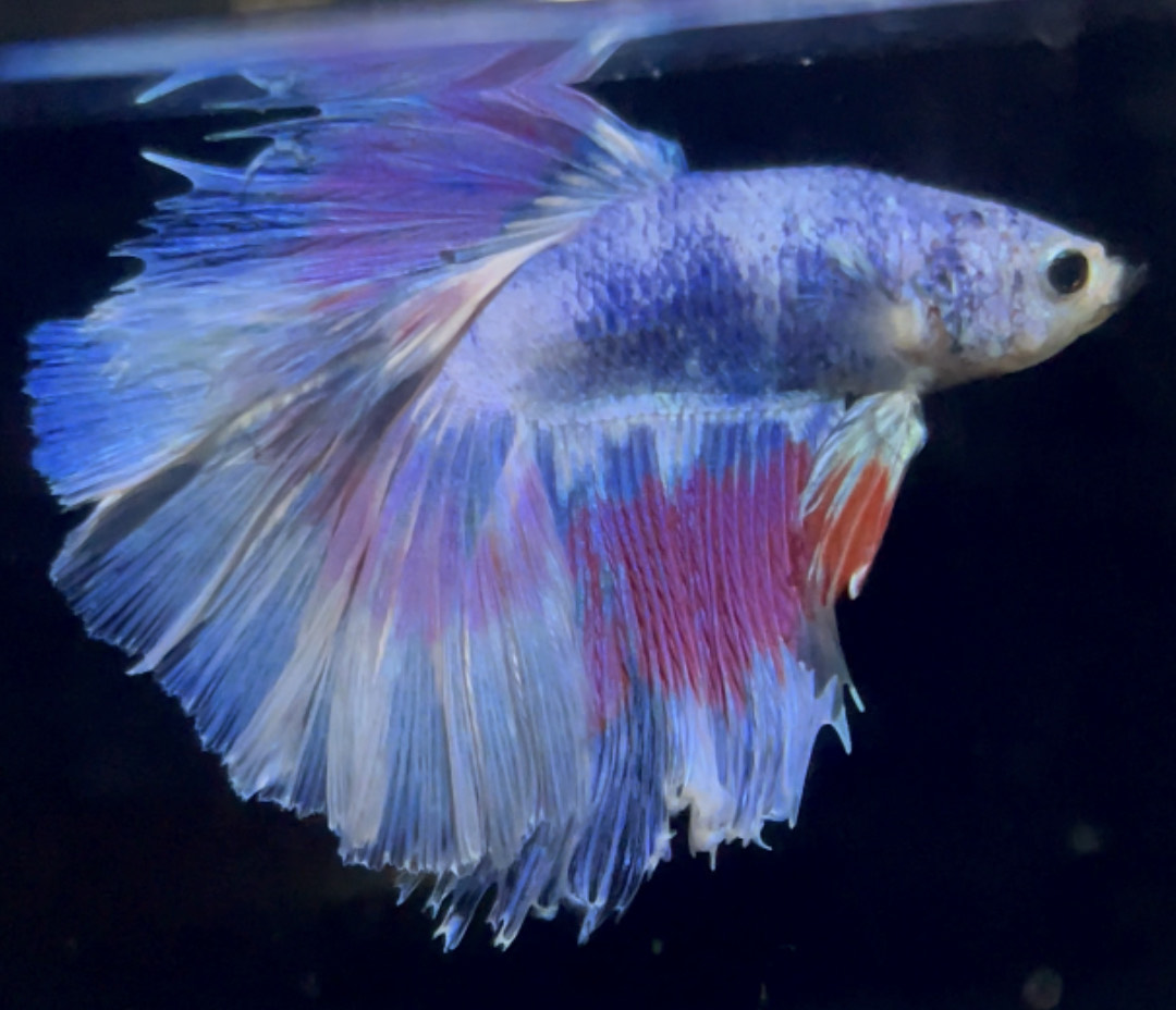 betta886