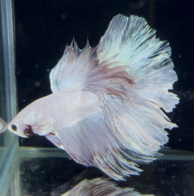 betta884