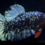 betta891