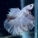 betta884
