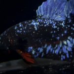 betta892