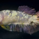 betta890