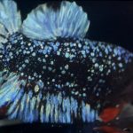 betta891